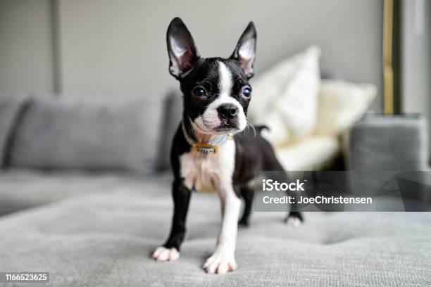 Puppy Boston Terrier With Big Ears Stock Photo - Download Image Now - Dog, Puppy, Small