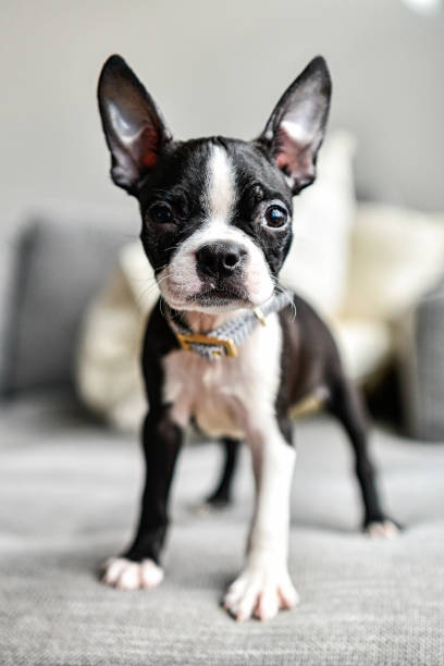 istock Puppy Boston Terrier with Big Ears Close Up 1166523628