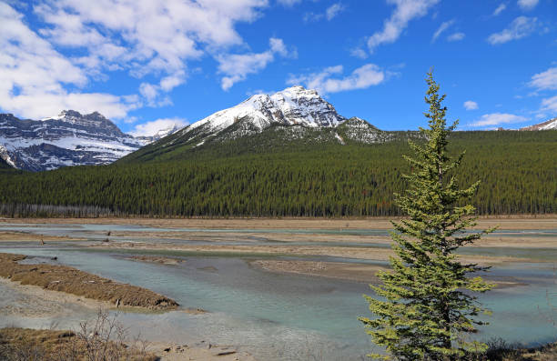 istock Landscape in Sunwapta River Valley 1166524398