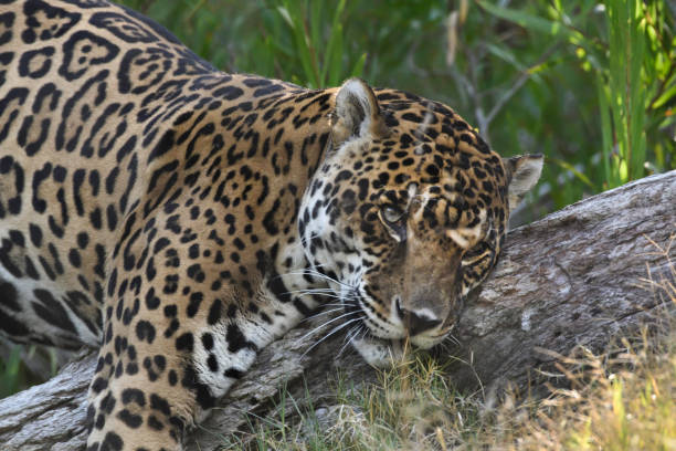 istock Young Jaguar rubs against a tree 1166524411