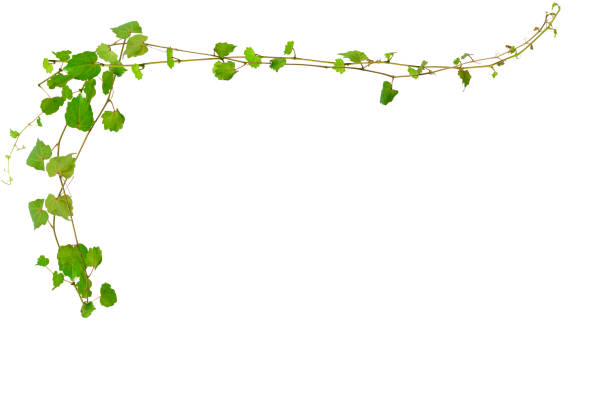 istock Isolated shot of Ivy borders on white background 1166524418