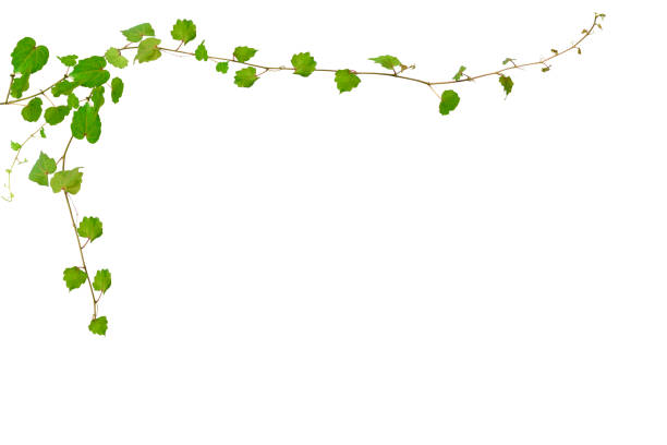 istock Isolated shot of Ivy borders on white background 1166524424