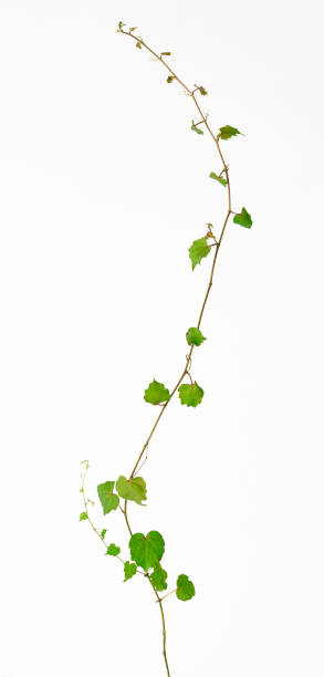 istock Isolated shot of Ivy on white background. 1166524428