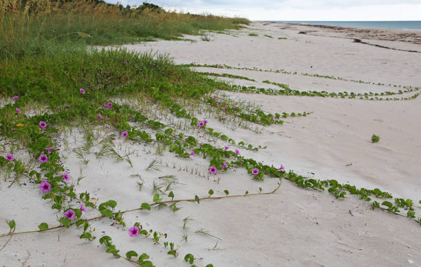 istock Wild beach on Hutchinson Island 1166524562
