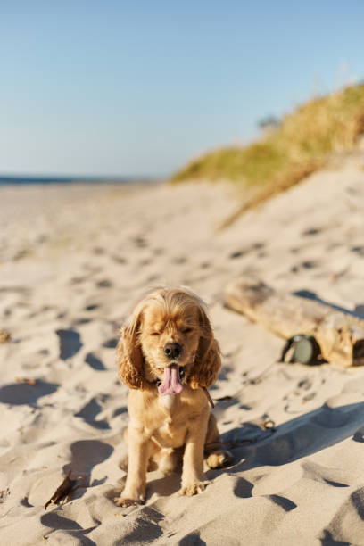 istock golden american cocker spaniel with a happy expression sits on the beach 1166525271