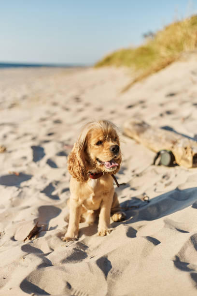 istock golden american cocker spaniel with a happy expression sits on the beach 1166525272