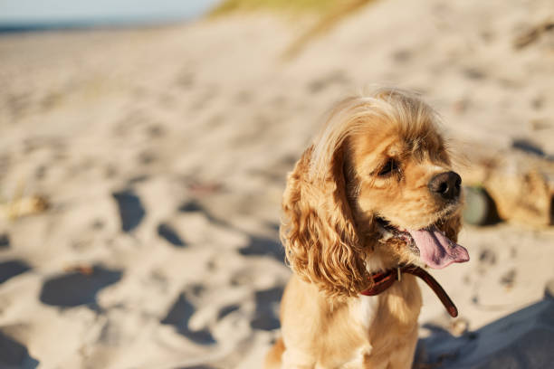 istock golden american cocker spaniel with a happy expression sits on the beach 1166525439