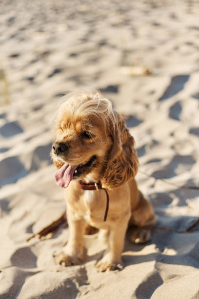 istock golden american cocker spaniel with a happy expression sits on the beach 1166525445