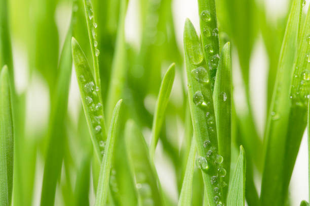 Close up blades of green grass with raindrop in a green field in morning sunlight