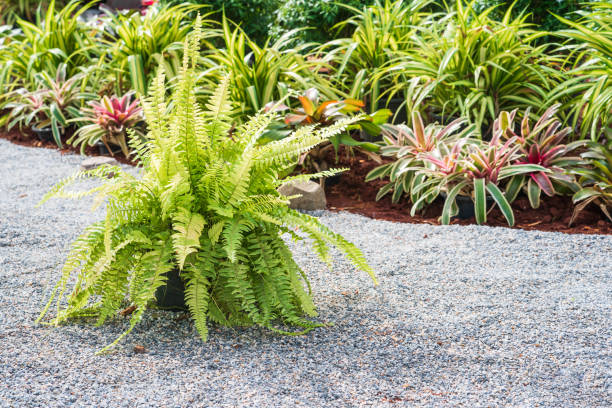 istock Fern plant on the pebble ground 1166525531