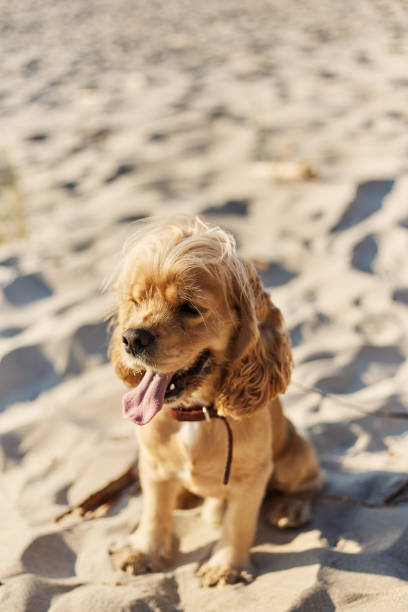 istock golden american cocker spaniel with a happy expression sits on the beach 1166525575