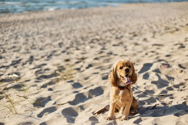 istock golden american cocker spaniel with a happy expression sits on the beach 1166525576