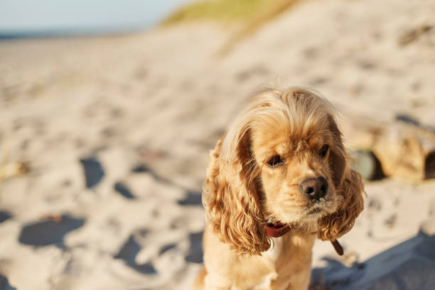 istock golden american cocker spaniel with a happy expression sits on the beach 1166526687