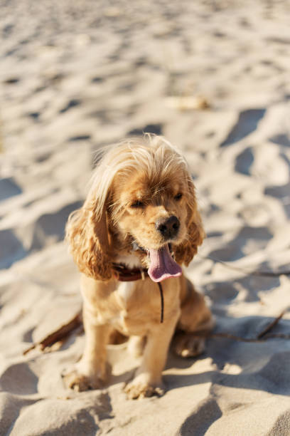 istock golden american cocker spaniel with a happy expression sits on the beach 1166526785