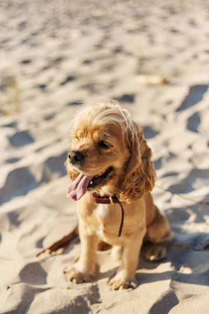 istock golden american cocker spaniel with a happy expression sits on the beach 1166526786