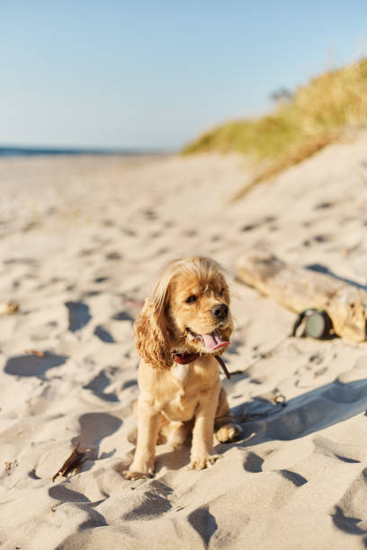 istock golden american cocker spaniel with a happy expression sits on the beach 1166526818
