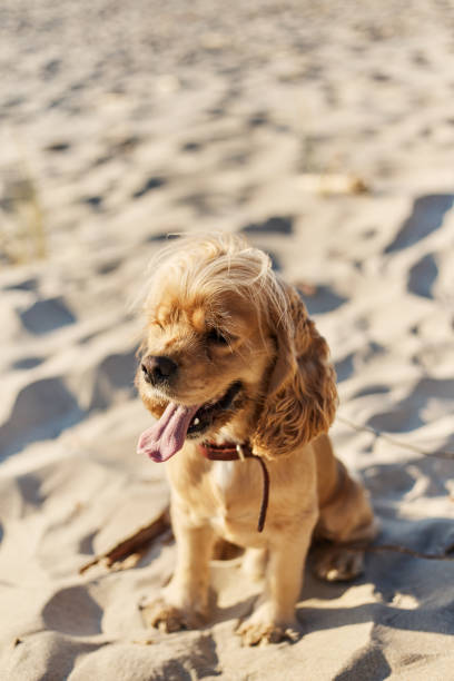 istock golden american cocker spaniel with a happy expression sits on the beach 1166526839