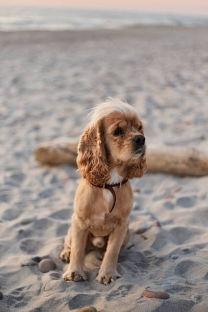 istock golden american cocker spaniel with a happy expression sits on the beach 1166526868