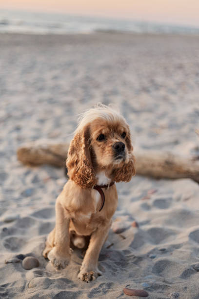 istock golden american cocker spaniel with a happy expression sits on the beach 1166526898