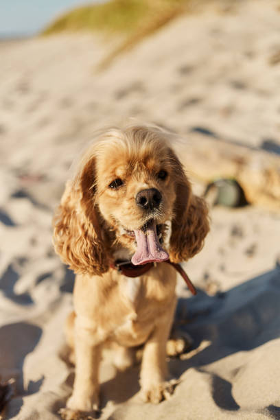istock golden american cocker spaniel with a happy expression sits on the beach 1166526947