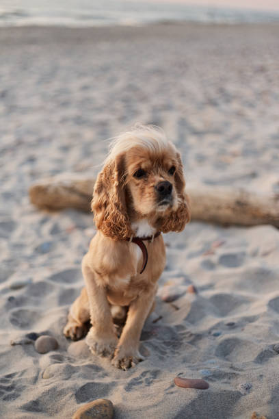 istock golden american cocker spaniel with a happy expression sits on the beach 1166526948