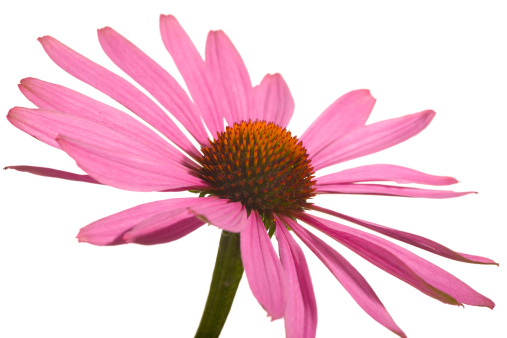 Close up of a cone flower, isolated on white (studio shot - not manually isolated), Adobe RGB