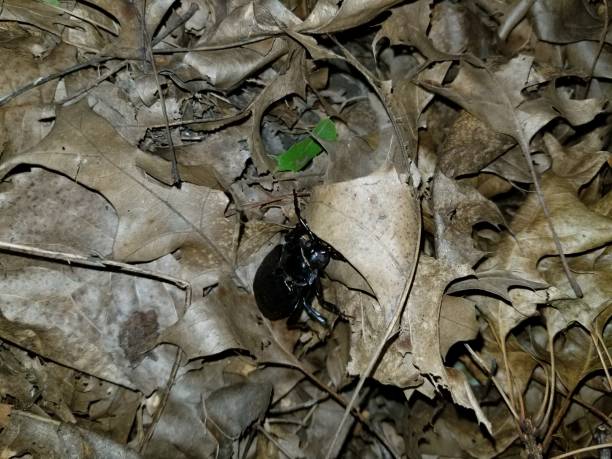istock Very large beetle insect in backyard decaying leaves 1166528079