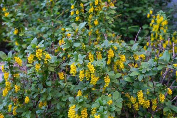 istock Medicinal plant barberry during flowering in spring. Horizontal photo format. 1166528682