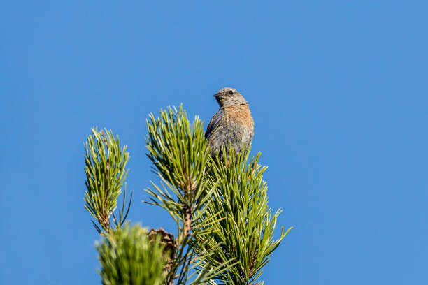 hembra bluebird occidental en un árbol. - idaho beautiful western usa usa fotografías e imágenes de stock