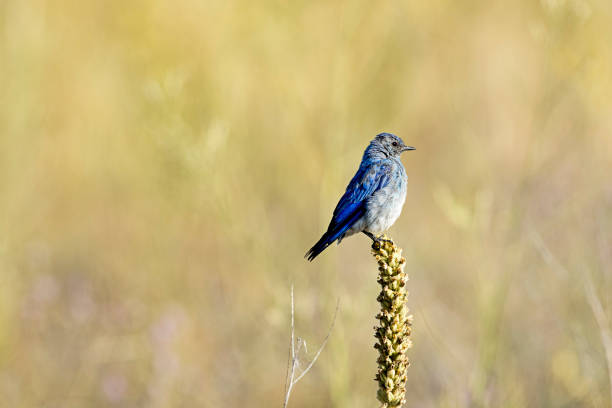 маленькая горная голубая птица на растении. - mountain bluebird bird bluebird blue стоковые фото и изображения