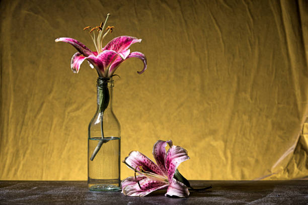 istock Studio shot of purple lillies. 1166528818