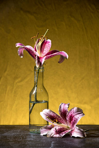 istock Close up studio photo of lillies. 1166528822