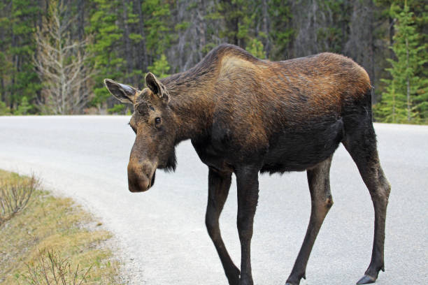 istock Female moose crossing the road 1166529018