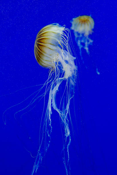 istock Jelly fish in aquarium with blue background 1166529672