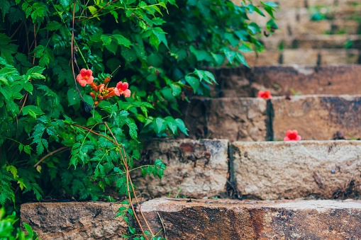 flower, wall, garden, nature, red, plant, green, brick, stone, rose, old, summer, pot, natural, pink, ivy, window, flora, leaf, yellow, house, architecture, outdoor, wallpaper, poster, blossom, after rain, wet, step, building, background, beautiful, landscape, season, color, park, spring, grass, beauty, white, fresh