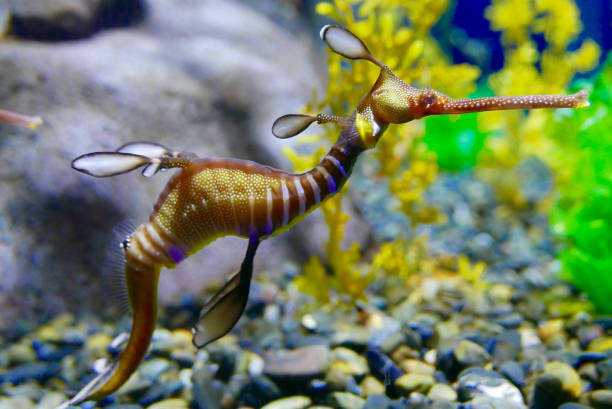 istock Colorful sea dragon close up 1166529678