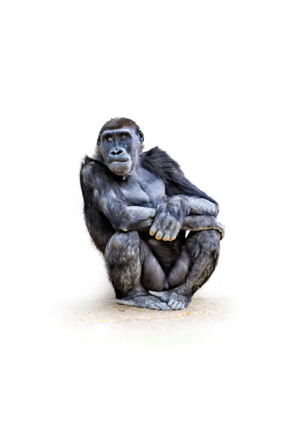 istock Female gorilla seated.  isolated on white  background 1166529781