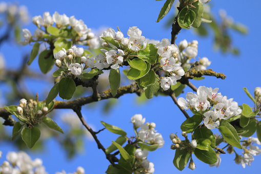 Stock photo of flowering apple tree malus with white flowers, white apple blossom petals in spring against sunny blue sky,blossoms, leaves and blooms growing in fruit vegetable allotment gardens, with woody branches, twigs and pollen for honey bees pollination