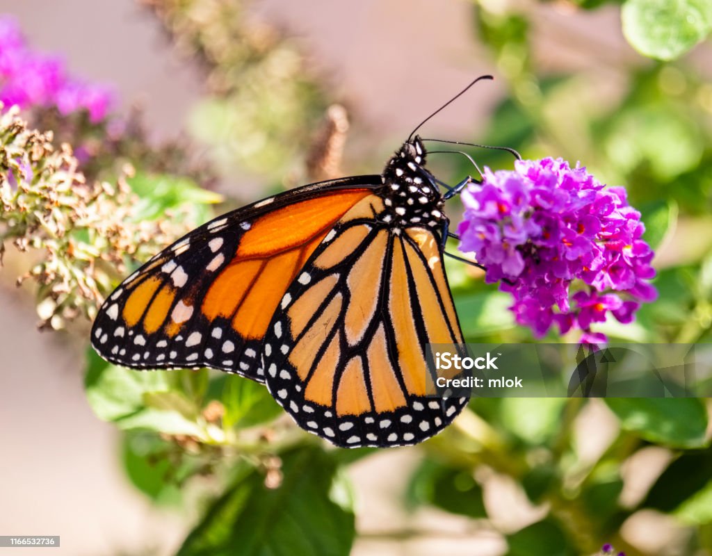 Monarch Butterfly on Butterfly Bush Monarch Butterfly landed on Butterfly Bush (Budleia) Butterfly - Insect Stock Photo
