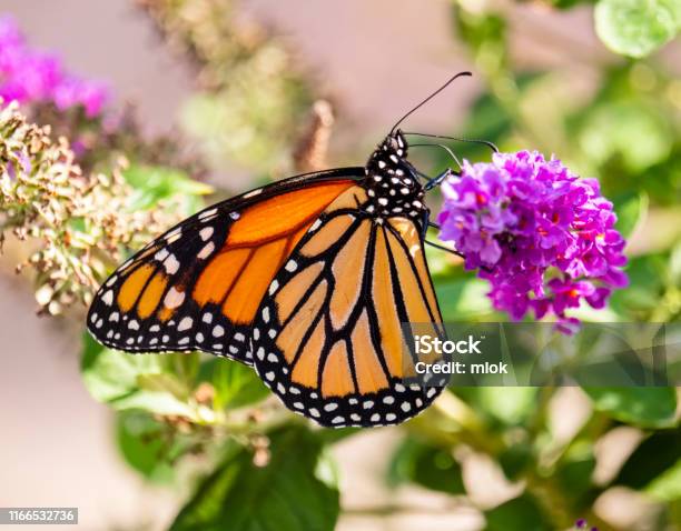 Monarch Butterfly On Butterfly Bush Stock Photo - Download Image Now - Butterfly - Insect, Monarch Butterfly, Animal Body Part