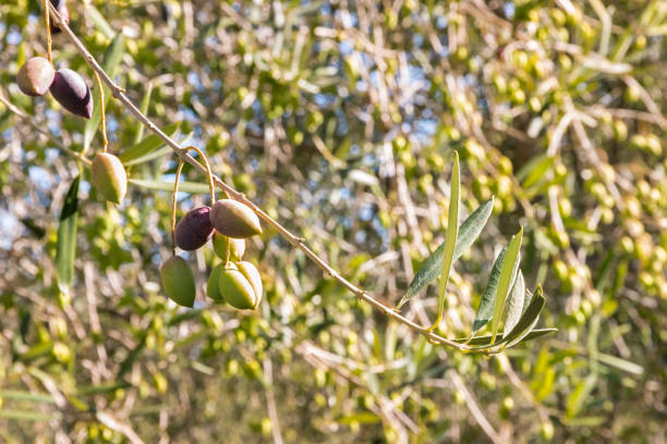 спелые и незрелые оливки каламата на оливковом дереве с размытым фоном - calamata olive стоковые фото и изображения