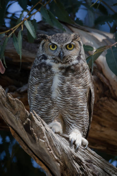 istock Great Horned Owl Portrait 1166535229