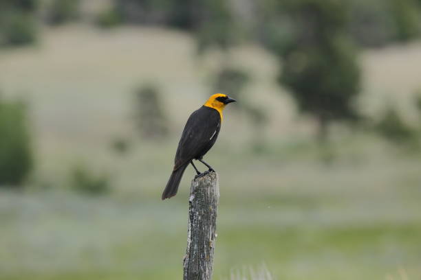 istock Yellow-headed Blackbird on a fence post. 1166536319