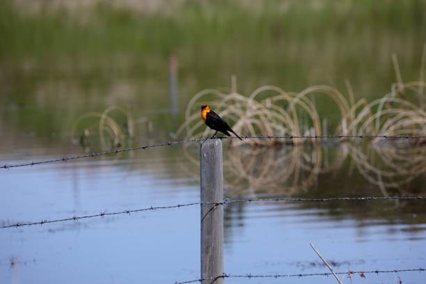 istock Yellow-headed Blackbird on a fence post. 1166536321