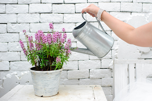 Image of Woman watering Fresh lavender in small white bucket.