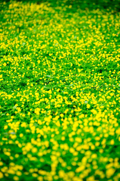Image of Wild yellow meadow beautiful flower background.