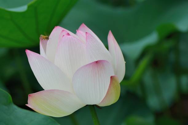 istock Pink lotus flower 1166537048