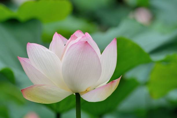 istock Pink lotus flower 1166537050