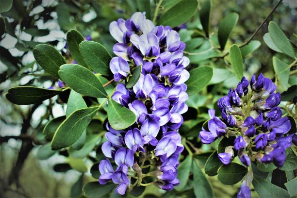 istock One Incredible purple flower 1166537491