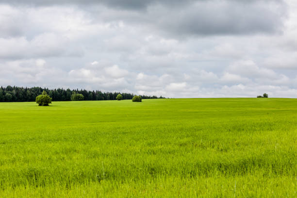 istock Landscape with green grass and blue sky. White clouds in the sky 1166538535